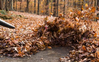 Leaf Removal, Leaf Removal service, Fall Clean Up, Spring Clean Up,