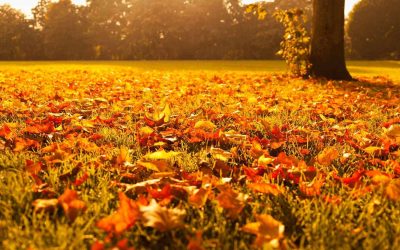 Leaf Removal, Leaf Removal service, Fall Clean Up, Spring Clean Up,