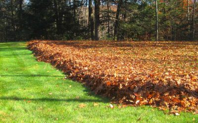 Leaf Removal, Leaf Removal service, Fall Clean Up, Spring Clean Up,