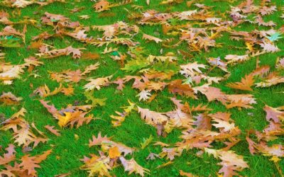 Leaf Removal, Leaf Removal service, Fall Clean Up, Spring Clean Up,