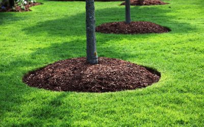 Mulch, Plants, Landscaping, Landscaping Company, Landscaping Contractor, Landscaping Company Landscaping, Landscaping Company, Landscaping Contractor, Landscaping Company