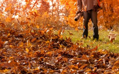 Leaf Removal, Leaf Removal service, Fall Clean Up, Spring Clean Up,