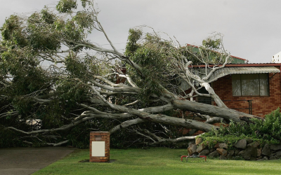 Tree Service, Tree Removal, Tree Care, Tree Trimming, Tree Cutting, Tree Company, Gutter Cleaning, Leaf Removal Tree Service, Tree Removal, Tree Care, Tree Trimming, Tree Cutting, Tree Company, Gutter Cleaning, Leaf Removal