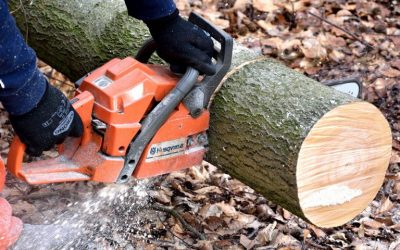 Tree Service - Tree Trim - Tree Removal