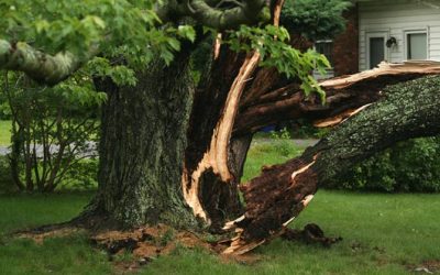 Tree Service – Tree Trim – Tree Removal 6 Tree Service, Tree Removal, Tree Care, Tree Trimming, Tree Cutting, Tree Company, Gutter Cleaning, Leaf Removal