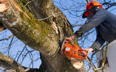 Tree Service, Tree Removal, Tree Care, Tree Trimming, Tree Cutting, Tree Company, Gutter Cleaning, Leaf Removal Tree Service, Tree Removal, Tree Care, Tree Trimming, Tree Cutting, Tree Company, Gutter Cleaning, Leaf Removal